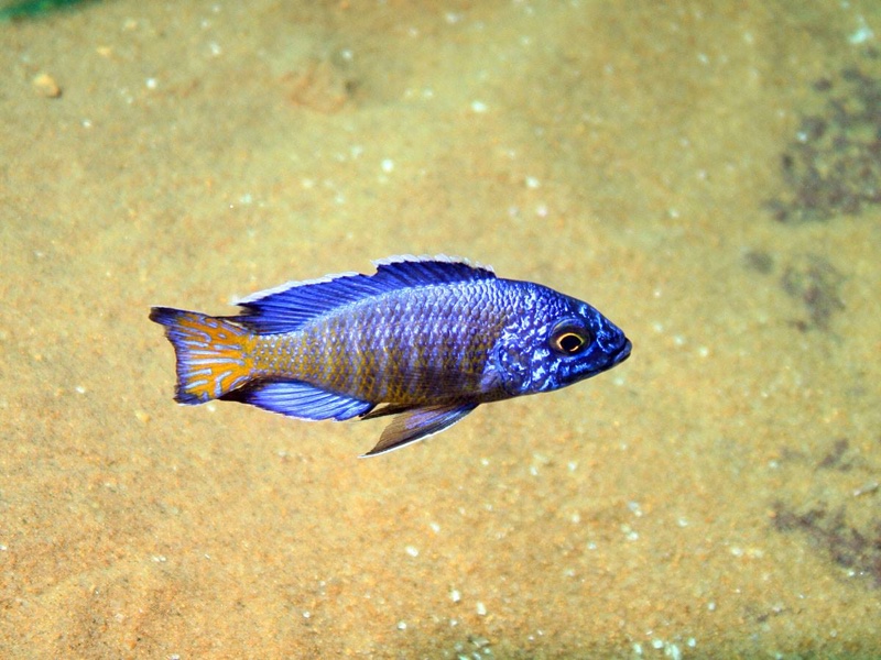 Aulonocara stuartgranti 'Mdoka Reef'